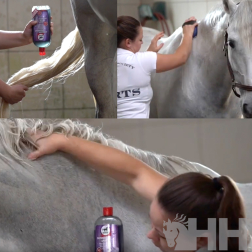 CHAMPU LEOVET BLANQUEANTE PARA CABALLOS TORDOS2