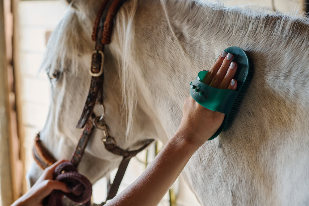 cuidados-y-salud-para-el-caballo