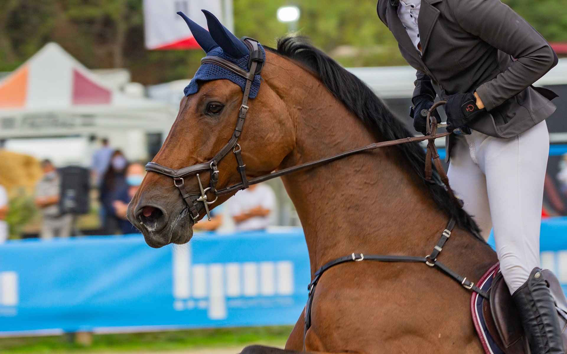 todo para el caballo. tu tienda hpica online guerrero cereales