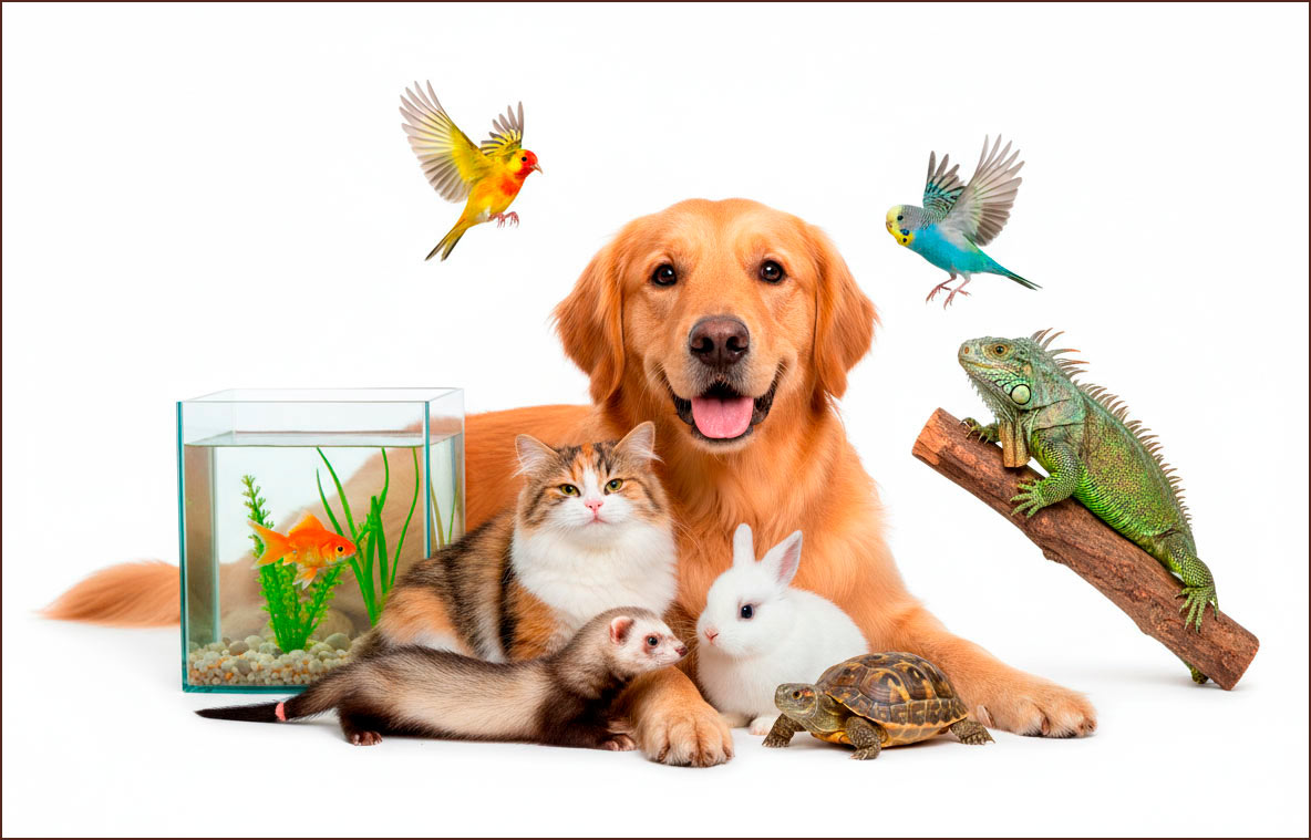 todo-psra-mascotas-perro-gato-huron-pajaros-reptiles-peces-conejos